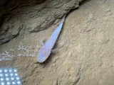 Southern Cavefish, photographed in Kentucky