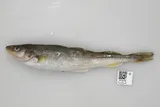 Saffron Cod, photographed in Alaska