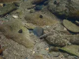 Bridled Darter, photographed in Tennessee