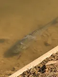 Grass Carp, photographed in Guangdong