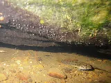 Stone Darter, photographed in Tennessee