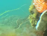 Winter Flounder, photographed in Massachusetts