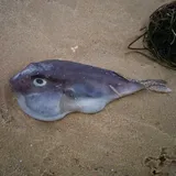 Blunthead Puffer, photographed in Eastern Cape