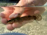 Brindled Madtom, photographed in Ohio