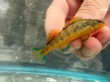 Saffron Darter, photographed in Tennessee
