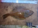 American Plaice