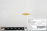 Redlip Shiner, photographed in North Carolina