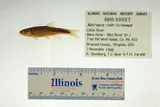 Saffron Shiner, photographed in Virginia