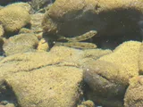 Sacramento Sucker, photographed in California