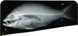 Black Snapper