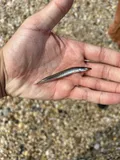 American Sand Lance, photographed in New York