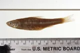 Cypress Minnow, photographed in Mississippi