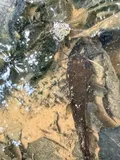 White Bullhead, photographed in North Carolina