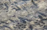Longnose Killifish, photographed in Florida