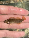 Caney Fork Darter, photographed in Tennessee