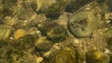 Banded Darter, photographed in Ohio