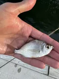 Irish Pompano, photographed in Florida