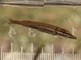 Grass Pickerel, photographed in Florida