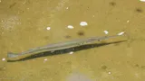 Freshwater Longtom, photographed in Northern Territory