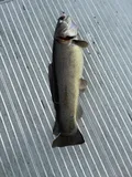 Bowfin, photographed in Florida