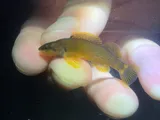 Tippecanoe Darter, photographed in Ohio