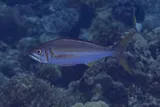 Small Toothed Jobfish, photographed in Maluku