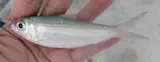 Scaled Sardine, photographed in Florida