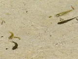 Pahrump Killifish, photographed in Nevada
