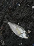 Shiner Perch, photographed in British Columbia