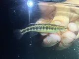 Roanoke Darter, photographed in Virginia
