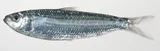 Marquesan Sardinella, photographed in Marquesas Islands