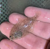 Smallmouth Flounder, photographed in New Jersey