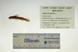 Caddo Madtom, photographed in Arkansas