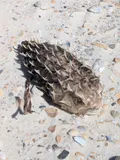 Striped Burrfish, photographed in Florida