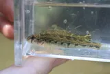 Duck Darter, photographed in Tennessee