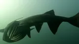 American Paddlefish, photographed in Illinois