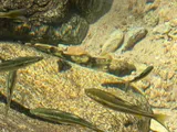 Mountain Mullet, photographed in Jalisco