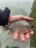 Nile Tilapia, photographed in Tamaulipas