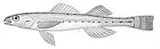 Western Sand Darter, photographed in Iowa