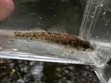 Striped Darter, photographed in Kentucky