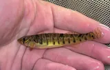 Roanoke Logperch, photographed in Virginia