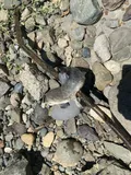 Bridgelip Sucker, photographed in British Columbia