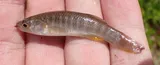 Gulf Killifish, photographed in Florida