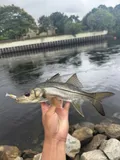 Fat Snook, photographed in Florida