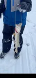 Northern Pike, photographed in Wisconsin
