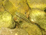 Duck Darter, photographed in Tennessee
