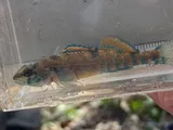 Creole Darter, photographed in Arkansas