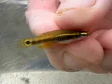 Pygmy Killifish, photographed in Florida