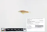 Bluntface Shiner, photographed in Mississippi