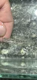 Clown Goby, photographed in Florida